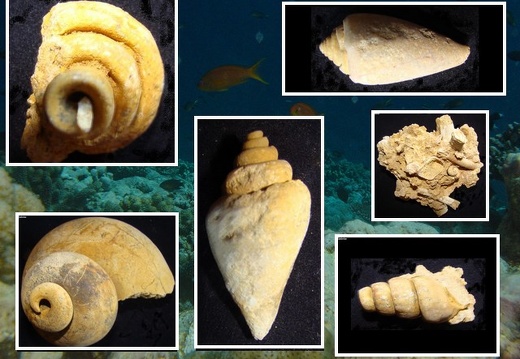 Various Fossils (All) (Galleries)