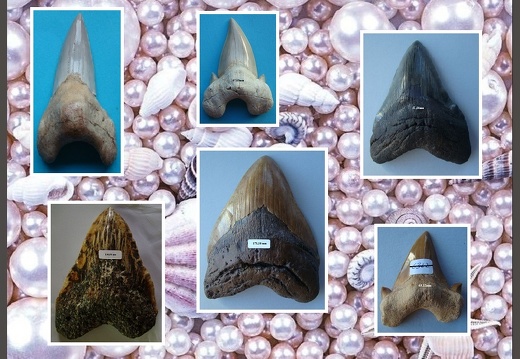 Fossils Various Teeth (Gallery B)
