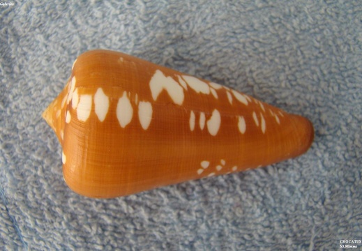 Conidae Crocatus 63,90 mm