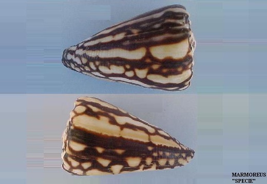 Conidae MARMOREUS 6040 (Specie)(02) (Details)