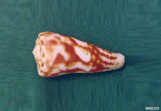Conidae MOLUCCENSIS 5630 (Merleti) 毫米（细节）