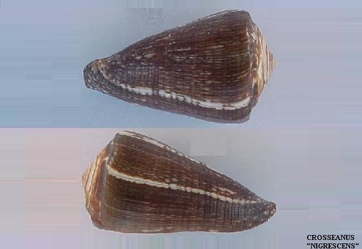 Conidae Marmoreus 60,60 mm (Nigrescens)