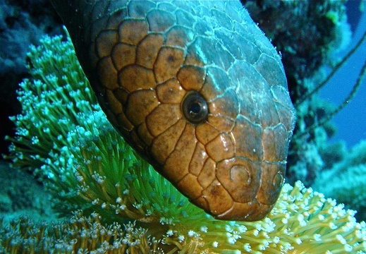 Serpent de mer (154)