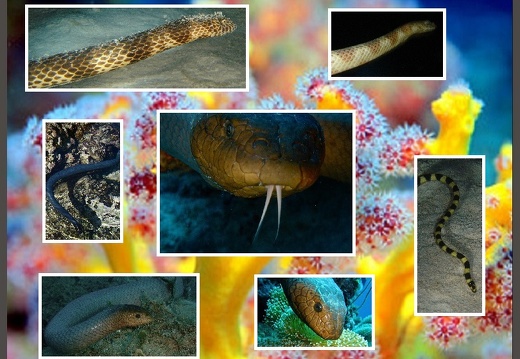 Sea-Snakes Diverses Marine Alives (All) (Gallery)
