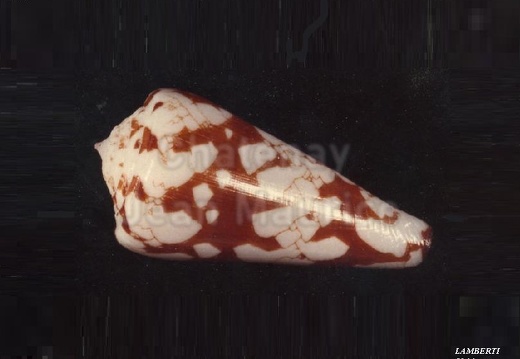Conidae LAMBERTI 5830 (Juvénile) (Détails)