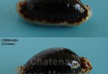 TopShell02(048)Cribraria2204pdgAlighieriW