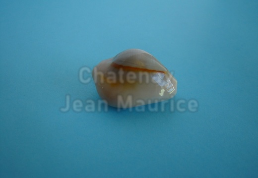 TopShell03(001)Annulus2881pd