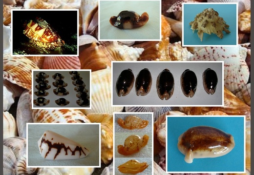 Shells Diverses (All) (PPS Slideshow)