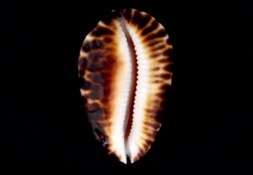 Ketyana Bataviensis 49,50 mm