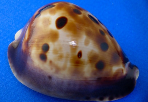 Venusta Roseopunctata 60,00 mm