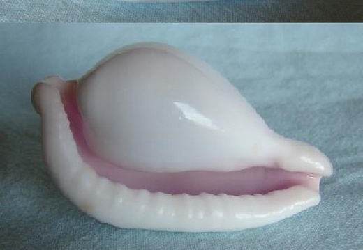 Costellata (ovula) 48,30 mm