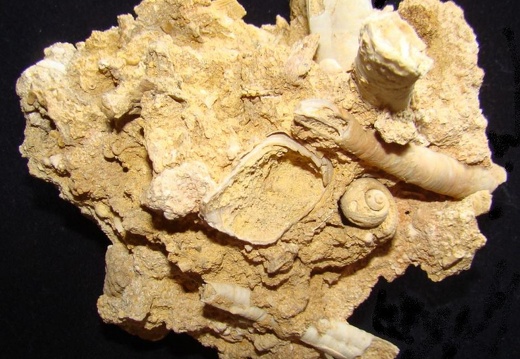Fossile 05
