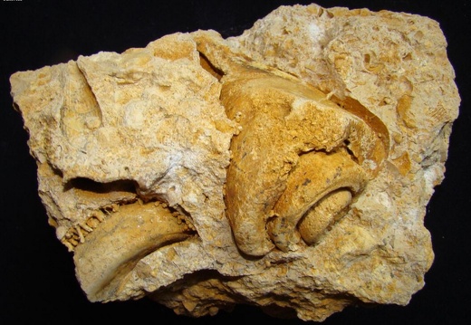 Fossile 06