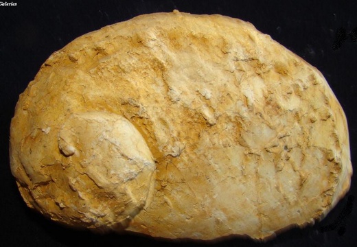 Fossile 08