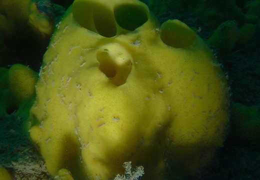 Sponges 02