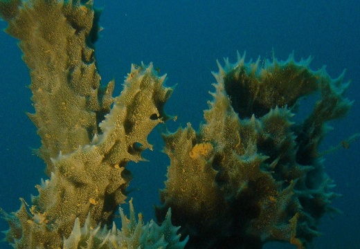 Sponges 06