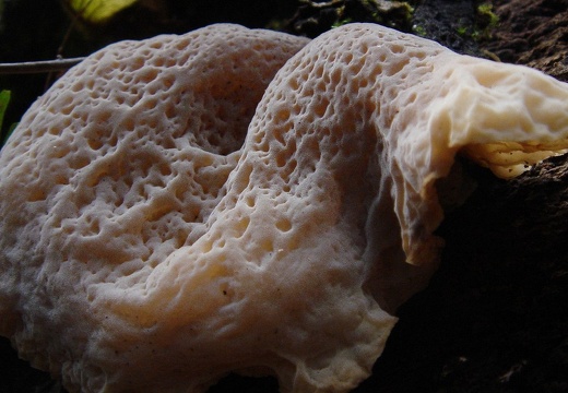 Mushrooms 09
