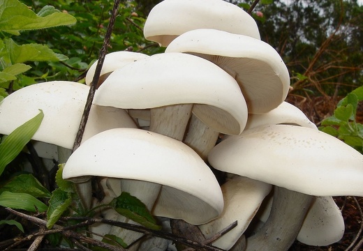 Mushrooms 13