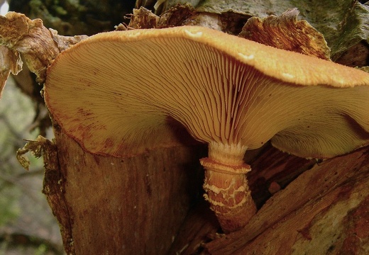 Mushrooms 16