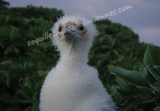 Blue-billed Booby (young) 03