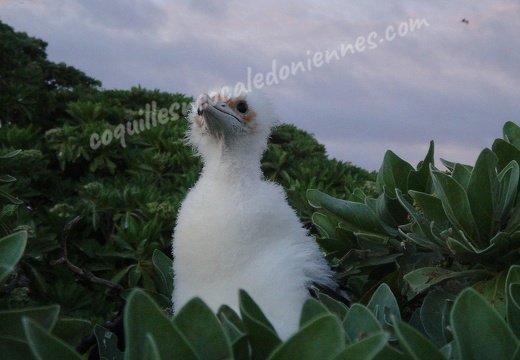 Blue-billed Booby (young) 05