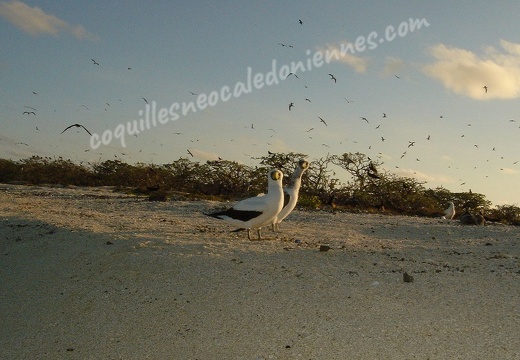 Common booby (adult) 13