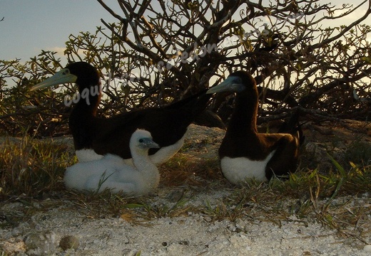 Common booby (adult) 14