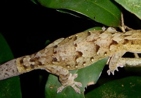 Gecko lizard 06