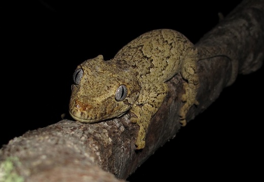Lézard Gecko 24