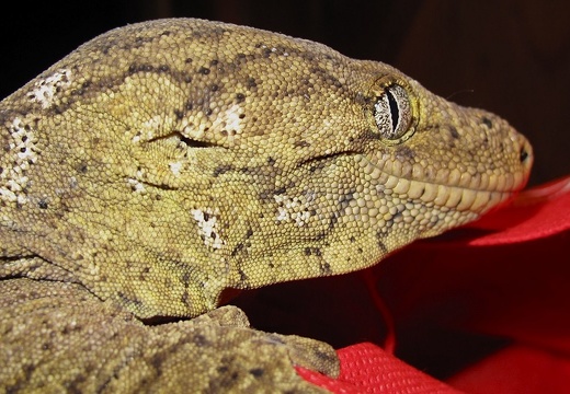 Lézard Gecko 29