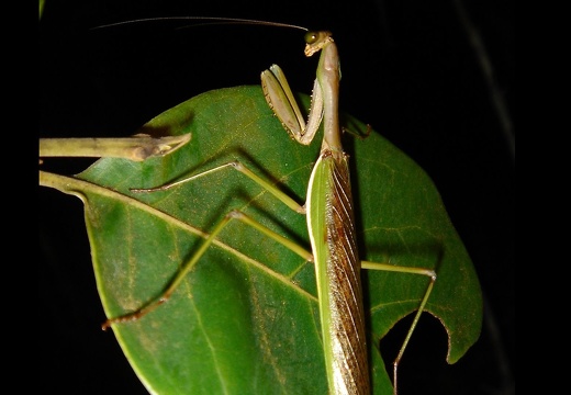 Grasshopper 09