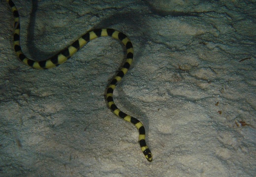 Sea serpent