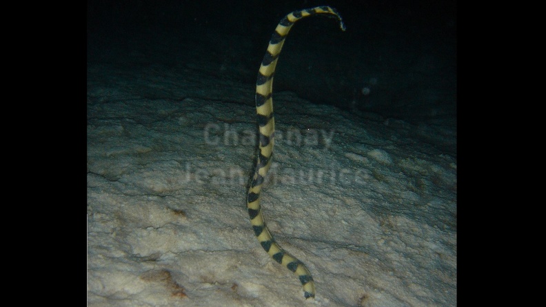 Serpent de mer 02.jpg