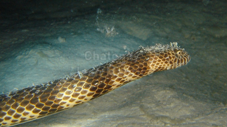 Serpent de mer 03.jpg