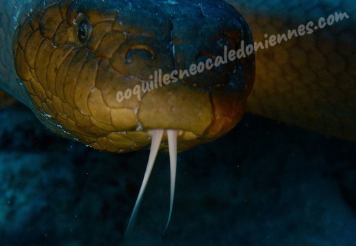 Sea serpent