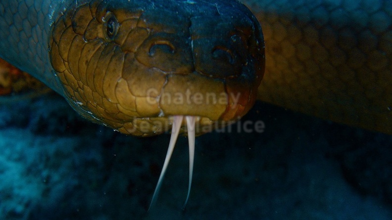 Serpent de mer 06.jpg