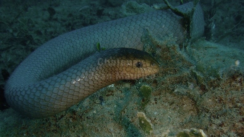 Serpent de mer 07.jpg