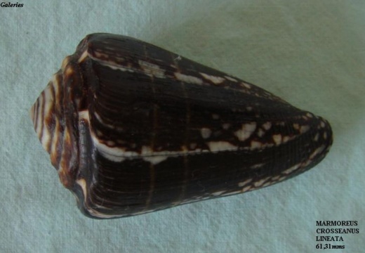Marmoreus Crosseanus Lineata