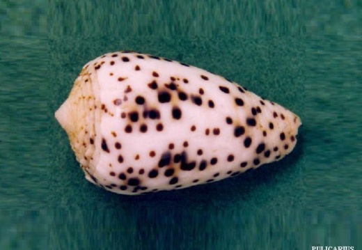 Pulicarius