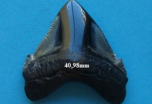 Dent de Mégalodon 4078