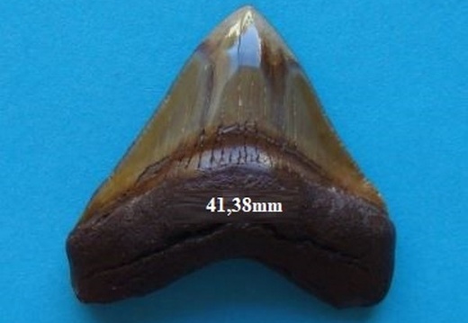 Dent de Mégalodon 4138