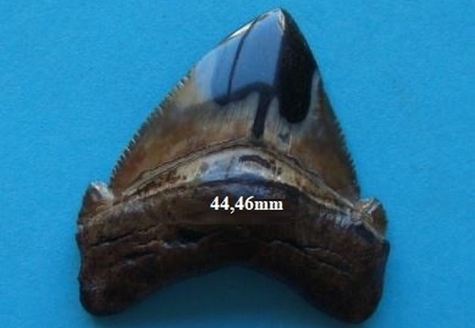 Dent de Mégalodon 4446