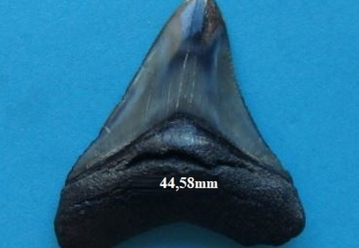 Dent de Mégalodon 4458