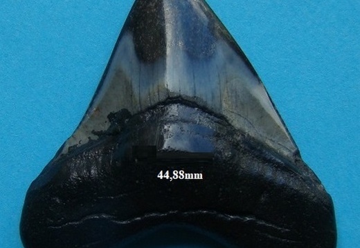 Dent de Mégalodon 4488