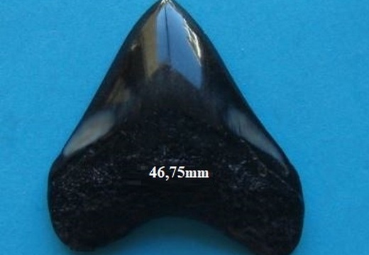 Dent de Mégalodon 4675