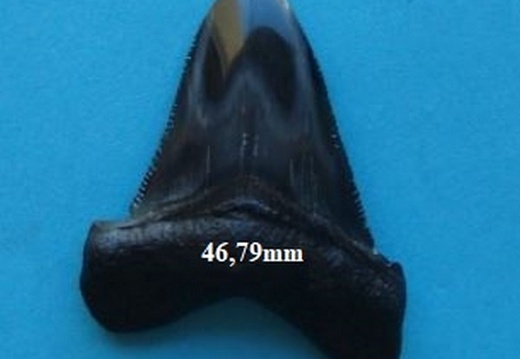 Dent de Mégalodon 4679