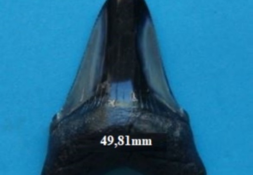 Dent de Mégalodon 4981