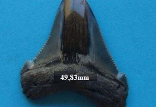 Dent de Mégalodon 4988