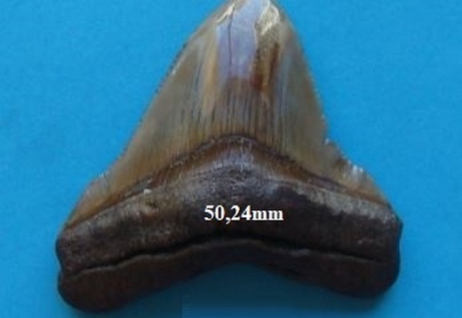 Dent de Mégalodon 5027
