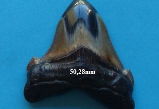 Dent de Mégalodon 5033